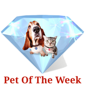 a pet of the week award